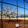 Turi 1-2, 2MWp c-Si PV system, Puglia, Italy
