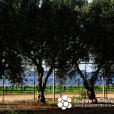 Maruggio, 1MWp c-Si PV system, Puglia, Italy
